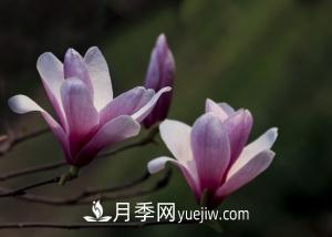 南召白玉蘭，廣玉蘭，紫玉蘭有什么區(qū)別，種植方法有哪些？(圖2)