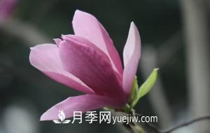 南召白玉蘭，廣玉蘭，紫玉蘭有什么區(qū)別，種植方法有哪些？(圖5)