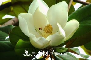 南召白玉蘭，廣玉蘭，紫玉蘭有什么區(qū)別，種植方法有哪些？(圖4)