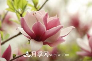 南召白玉蘭，廣玉蘭，紫玉蘭有什么區(qū)別，種植方法有哪些？(圖6)