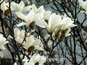 南召白玉蘭，廣玉蘭，紫玉蘭有什么區(qū)別，種植方法有哪些？(圖3)