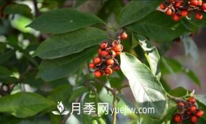 南召白玉蘭，廣玉蘭，紫玉蘭有什么區(qū)別，種植方法有哪些？(圖8)