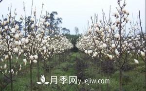 南召白玉蘭，廣玉蘭，紫玉蘭有什么區(qū)別，種植方法有哪些？(圖9)