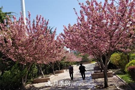 淮安適合養(yǎng)什么花，市花和市樹是什么(圖1)