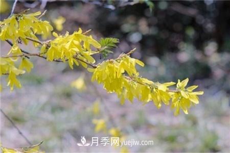 淮安適合養(yǎng)什么花，市花和市樹是什么(圖3)