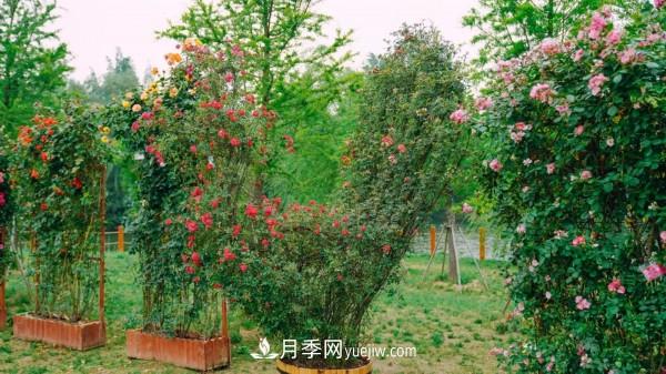 淮安市花月季為什么這樣“紅”？(圖1)