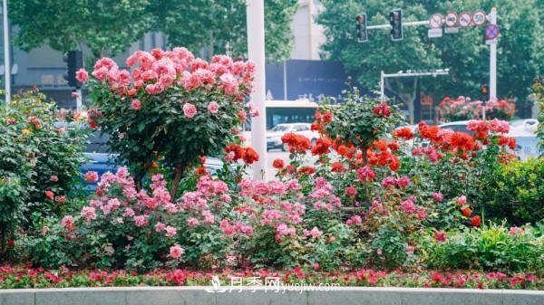 淮安市花月季為什么這樣“紅”？(圖3)