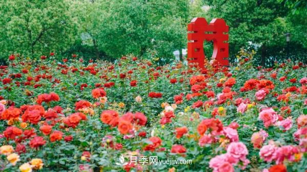 淮安市花月季為什么這樣“紅”？(圖5)