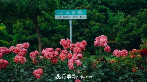 淮安市花月季為什么這樣“紅”？(圖4)