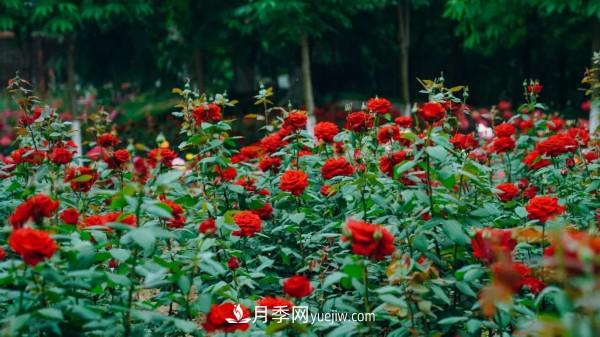 淮安市花月季為什么這樣“紅”？(圖2)