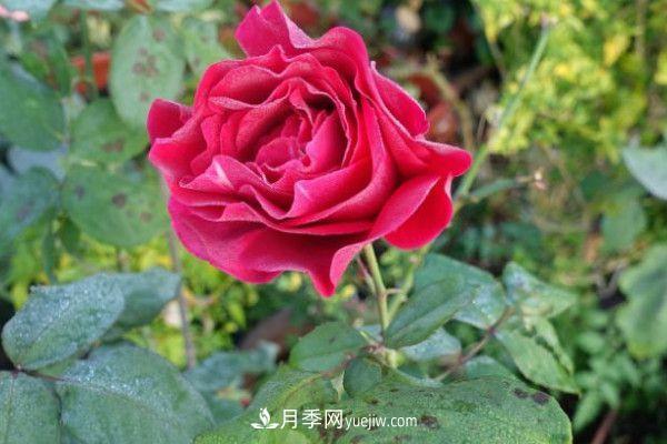 冬季幾月份對(duì)月季花進(jìn)行修剪(圖1)