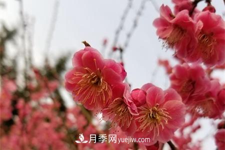南京適合養(yǎng)月季，市花和市樹是什么(圖1)