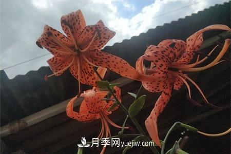 伊春適合養(yǎng)月季，市花和市樹(shù)是什么(圖1)