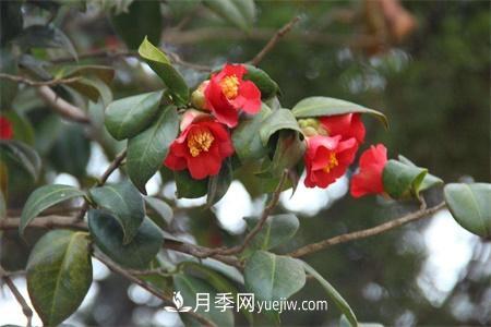 溫州適合養(yǎng)月季，市花和市樹是什么(圖1)