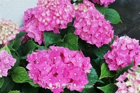 揚州適合養(yǎng)月季花，市花和市樹是什么(圖1)