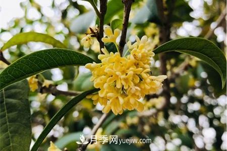威海適合養(yǎng)月季花，市花和市樹是什么(圖2)