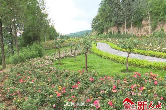 天水適合養(yǎng)月季，市花和市樹(shù)是什么(圖1)