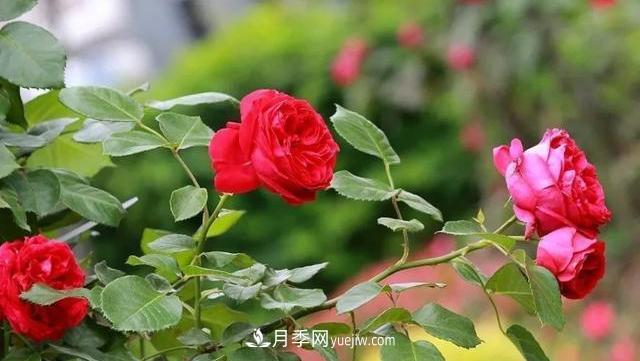 怎么讓高的月季長(zhǎng)成矮的月季呢？(圖2)