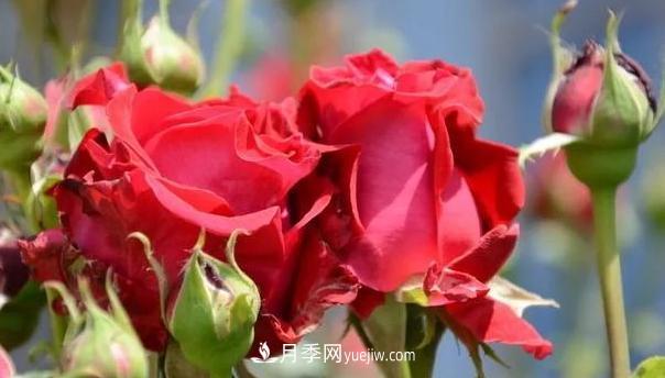 怎么讓高的月季長(zhǎng)成矮的月季呢？(圖1)