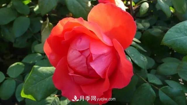 怎么讓高的月季長(zhǎng)成矮的月季呢？(圖3)