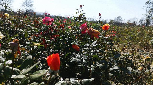 江蘇泗陽：一片葉子繁育成100萬株花卉 帶動(dòng)一方月季產(chǎn)業(yè)(圖2)