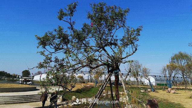 江蘇泗陽：一片葉子繁育成100萬株花卉 帶動(dòng)一方月季產(chǎn)業(yè)(圖1)