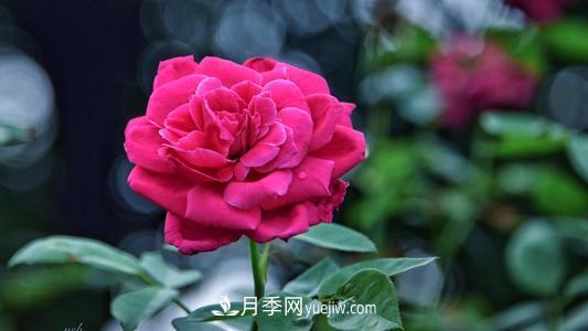 泗陽(yáng)月季小鎮(zhèn)上榜2020年江蘇省主題創(chuàng)意農(nóng)園名單(圖1)