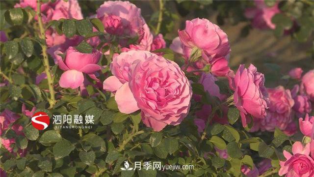 宿遷泗陽(yáng)：博士月季姐姐用快繁技術(shù)建起一座鮮花小鎮(zhèn)(圖1)