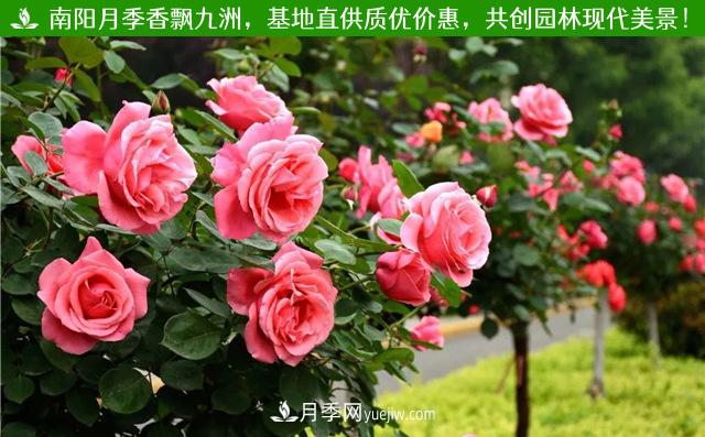 河北3公分樹狀月季，大花品種批發(fā)(圖2)