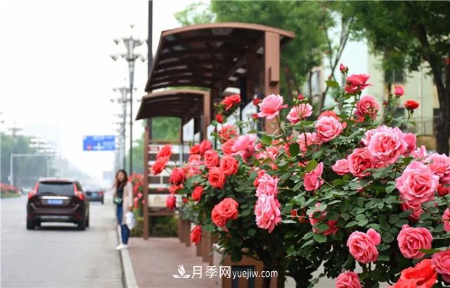 河北3公分樹狀月季，大花品種批發(fā)(圖1)