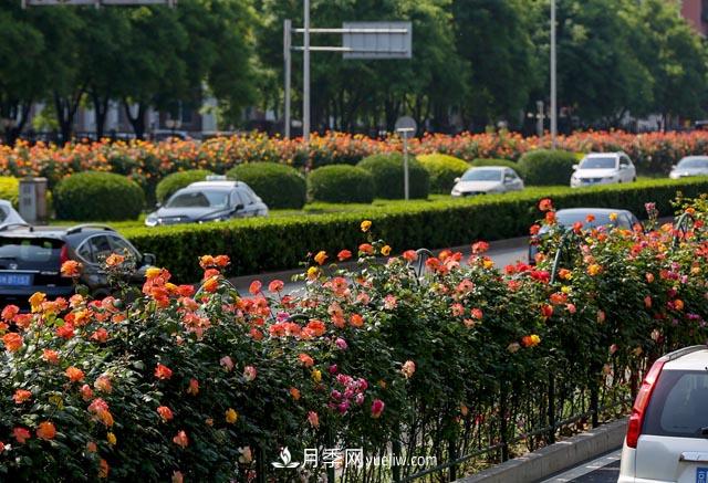 道路樹狀月季，行道月季樹(圖1)
