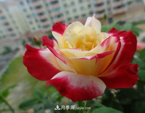 一般盆栽大花月季什么時(shí)間修剪比較好？(圖1)