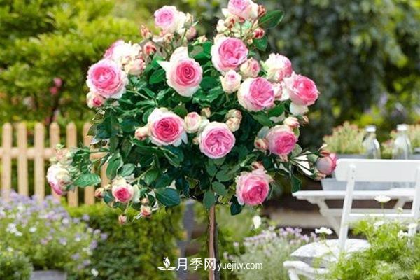 ***美藤本月季品種龍沙寶石，打造景區(qū)花墻(圖1)