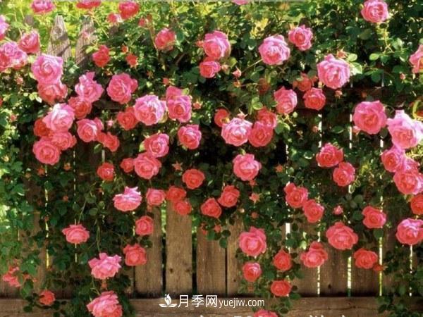 多季開花的藤本月季有哪些？(圖3)