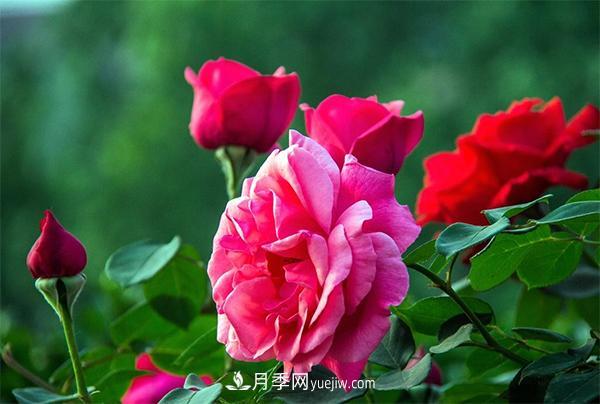 細述大花月季的修剪要求及病蟲防治(圖1)