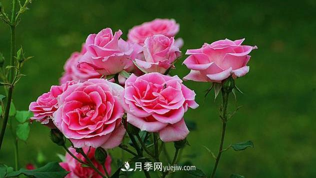 中國月季（國月）的魅力，南陽是中國月季核心原產地(圖1)