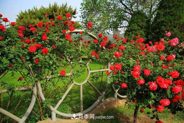 種植大花樹狀月季為什么要剪掉盲枝？(圖1)