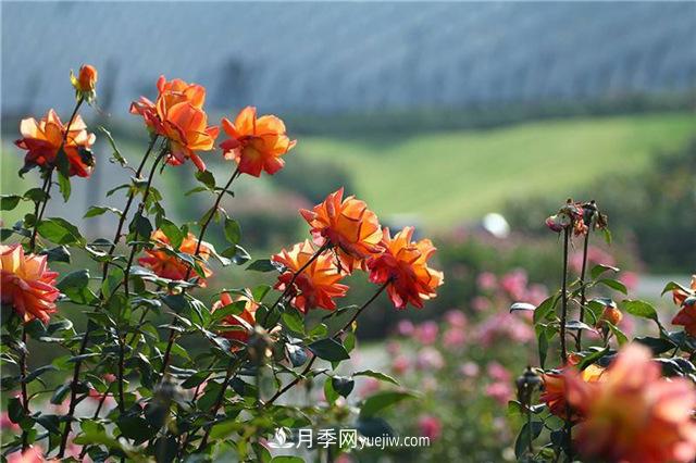 不畏嚴(yán)冬忘我綻放 上海辰山月季花開不厭四時春(圖1)