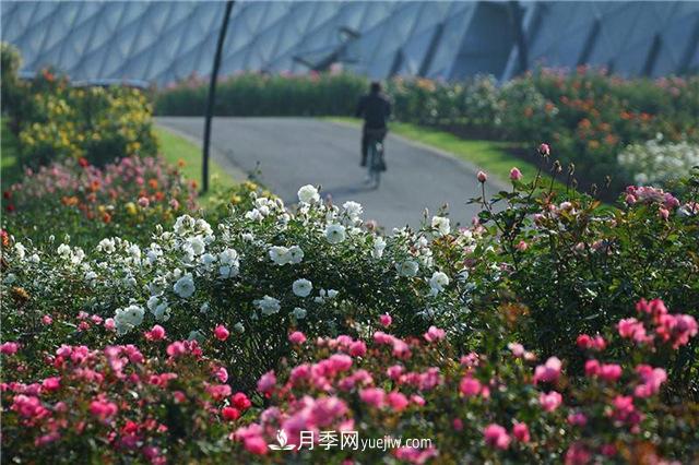不畏嚴(yán)冬忘我綻放 上海辰山月季花開不厭四時春(圖2)