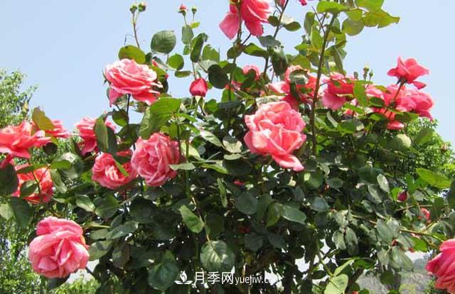 一年長(zhǎng)占四時(shí)春—月季花，月季網(wǎng)帶你重新認(rèn)識(shí)月季(圖2)