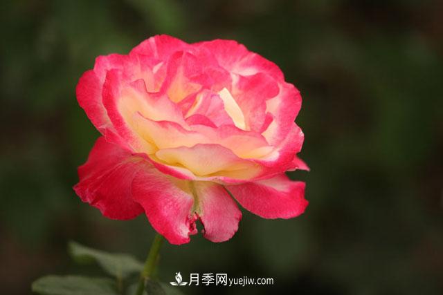 一年長(zhǎng)占四時(shí)春—月季花，月季網(wǎng)帶你重新認(rèn)識(shí)月季(圖1)
