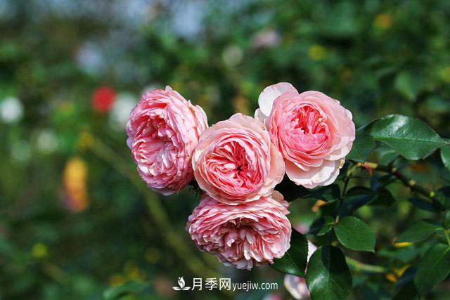 不畏嚴(yán)冬忘我綻放 上海辰山月季花開不厭四時春(圖3)