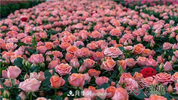 全國優(yōu)勢特色產(chǎn)業(yè)推進會，昆明晉寧月季花卉產(chǎn)業(yè)獲點贊(圖2)