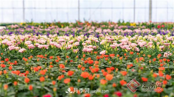 全國優(yōu)勢特色產(chǎn)業(yè)推進會，昆明晉寧月季花卉產(chǎn)業(yè)獲點贊(圖3)