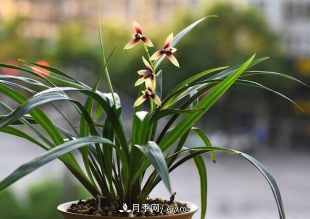 買花卉如何健康有保證！注意這四點(diǎn)(圖1)