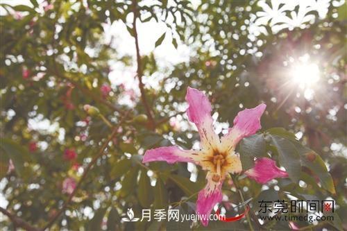 初冬時(shí)節(jié)，東莞市長(zhǎng)安鎮(zhèn)時(shí)令花卉大放異彩令人賞心悅目(圖2)