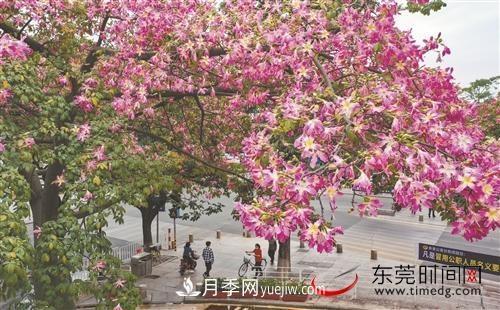 初冬時(shí)節(jié)，東莞市長(zhǎng)安鎮(zhèn)時(shí)令花卉大放異彩令人賞心悅目(圖3)