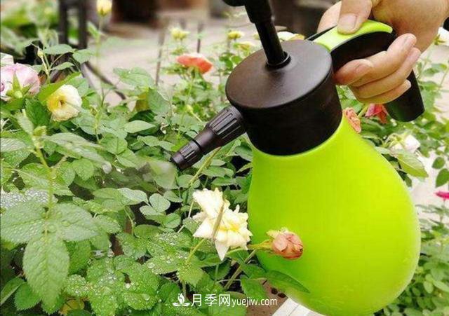 冬天花卉如何澆水？掌握三個(gè)澆水原則(圖1)