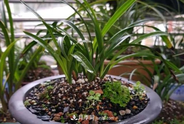 冬天花卉如何澆水？掌握三個(gè)澆水原則(圖2)