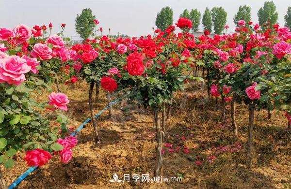 決定樹(shù)狀月季嫁接成活率的要素有哪些？(圖1)